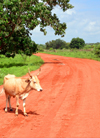 Bakendik, North Bank division, Gambia: cow and dirt road - rural scene - photo by M.Torres