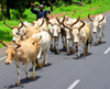 Lewna, North Bank division, Gambia: a herder takes his longhorn cattle along the road - photo by M.Torres