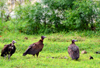 Banjul island, The Gambia: three Hooded vultures (Necrosyrtes monachus) wait on the grass - Old World Vulture - photo by M.Torres