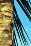 Banjul, The Gambia: common agama lizard on a coconut tree trunk aka rainbow agama (Agama agama) - photo by M.Torres