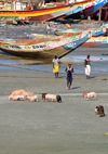 Barra, The Gambia: fishing boats, young men and pigs - beach scene - sounder of swine - photo by M.Torres