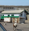 Accra, Ghana: Jamestown district - goats and James Town Beach Mosque - photo by G.Frysinger