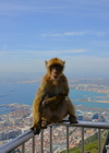 Gibraltar: Barbary macaque - the town and the bay of Algeciras in the background - Macaca sylvanus - photo by M.Torres