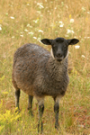 Gotland island: Gotland sheep - Gotlandsfar or Plsfar - local breed - photo by C.Schmidt