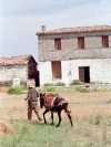 Greek islands - Samos: rural life - donkey - photo by M.Bergsma