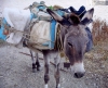 Greek islands - Anafi - Hora: donkey - photo by R.Wallace