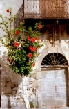Greece - Methoni (Patra - Peloponnese): red flowers - photo by T.Marshall