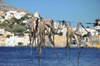 Greece, Dodecanese, Leros:octopus hanging out to dry at the port of Agia Marina - photo by P.Hellander