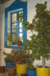 Greece, Dodecanese, Kos:painted window and pot plants in neighbourhood taverna - photo by P.Hellander