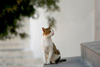 Greek islands - Dodecanese archipelago - Symi island - Panormitis - attentive cat - photo by A.Dnieprowsky