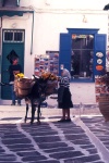 Greek islands - Mykonos (Hora) / Mikonos / JMK: flower lady with donkey delivery (photo by Mona Sturges)
