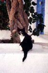 Greek islands - Mykonos (Hora) / Mikonos / JMK: cat (photo by Mona Sturges)
