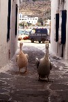 Greek islands - Mykonos (Hora) / Mikonos / JMK: pelicans stroll (photo by Mona Sturges)