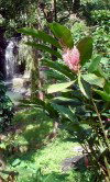 Grenada - wild ginger plant (photographer: R. Ziff)