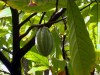 Guadeloupe / Guadalupe / Guadelupe: Cocoa Bean growing on tree / cacao / cacau / kakau (photographer: R.Ziff)