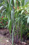 Guadeloupe / Guadalupe / Guadelupe: sugar cane growing / canne a sucre / cana de aucar (photographer: R.Ziff)