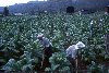 Guatemala - Chiquimula (Santa Rosa Province): tobacco farmers (photographer: Mona Sturges)