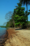 Rubane Island, Bijags Archipelago - UNESCO biosphere reserve, Bubaque sector, Bolama region, Guinea Bissau / Guin Bissau: deserted beach with a baobab tree / praia deserta com um embondeiro - photo by R.V.Lopes