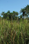 Rubane Island, Bijags Archipelago - UNESCO biosphere reserve, Bubaque sector, Bolama region, Guinea Bissau / Guin Bissau: tall grass and palms / floresta, palmeiras - photo by R.V.Lopes