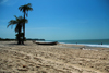 Praia de Varela / Varela beach, Cacheu region, Guinea Bissau / Guin Bissau: View from the beach, traditional boats, palms / Paisagem da praia, canoa tradicional, palmeiras - photo by R.V.Lopes