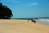 Praia de Varela / Varela beach, Cacheu region, Guinea Bissau / Guin Bissau: beach view, cows roaming / Paisagem da praia, vacas - photo by R.V.Lopes