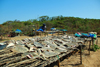 Praia de Varela / Varela beach, Cacheu region, Guinea Bissau / Guin Bissau: man and platform with drying monkfish / homem na seca do peixe - tamboril - photo by R.V.Lopes