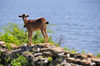 Fort-Libert, Nord-Est Department, Haiti: Fort Dauphin - goat on the sea wall - photo by M.Torres