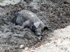 Haiti - Cap-Hatien - countryside: a happy pig - hog in the mud - photo by G.Frysinger