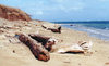 Hawaii - Lana'i island: the beach - photo by G.Frysinger