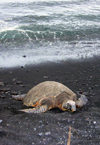 Hawaii island: Hawaiian Green Sea Turtle on the beach - photo by R.Eime