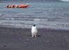 Heard Island - UNESCO World Heritage Site: a gentoo penguin poses - Antarctic wildlife - photo by F.Lynch