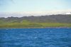 Heard Island: Azorella moss covers Elephant Spit peninsula - photo by F.Lynch