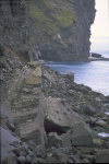 Heard Island: macaroni penguin colony under Rogers Head - photo by F.Lynch