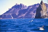 McDonald Island: Cape petrels swoop across the water in front of the main island and Meyer Rock  (photo by Francis Lynch)