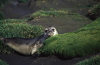 Heard Island: fur seal (photo by Eric Philips)
