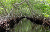 Honduras - Roatan: mangroves - aerial  roots by a canal on the swamp - photo by C.Palacio