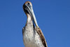 Honduras - Puerto Corts - Corts department: pelican against a blue sky - photo by C.Palacio