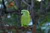 Honduras - Roatn island: green parrot - photo by C.Palacio
