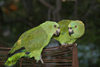 Honduras - Roatan: green parrots head to head - photo by C.Palacio