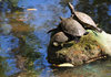 Tegucigalpa, Honduras: pond in Concordia Park - three turtles bask on a rock - photo by M.Torres