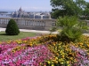 Hungary / Ungarn / Magyarorszg - Budapest: floral lookout from Castle hill towards the Parliament - flowers (photo by J.Kaman)