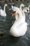 Hungary / Ungarn / Magyarorszg - Lake Balaton: swans (photo by P.Gustafson)