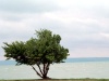 Hungary / Ungarn / Magyarorszg - Lake Balaton - Sifok (Somogy province): along the shore - lone tree (photo by M.Bergsma)