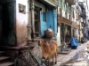 India - Ahmadabad / Ahmedabad / AMD (Gujarat): cow on the street (photo by Alejandro Slobodianik)