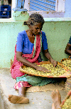 South India - Malabar coast: woman preparing cardamom / cardamon seeds - Elettaria cardamomum - photo by W.Allgwer