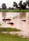 India - Haryana State: Water Buffaloes take it easy after the monsoon - photo by M.Torres