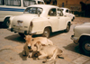 India - Rajasthan: cows and Hindustani motors at rest - photo by M.Torres