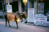 India - Amritsar (Punjab): photo lab and sacred cow - Kodak ad (photo by J.Kaman)