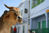 Pushkar, Rajasthan, India: cow and faades - photo by M.Wright