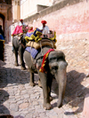 India - Jaipur: elephants used to ferry tourists up the steep slope to the Amber Fort - photo by R.Eime